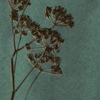 Lino-379104